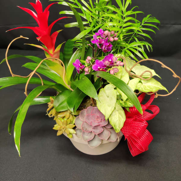 Tropical plant arrangement with purple orchids, succulents, and a red bromeliad in a bowl