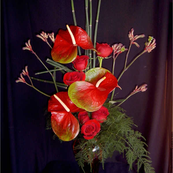Anthurium Rose Seduction