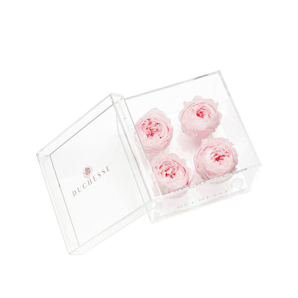 Four pale pink ranunculus in a clear acrylic box