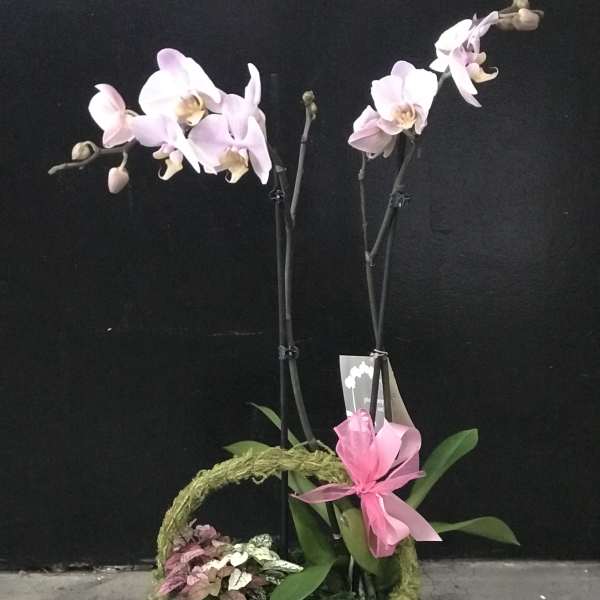Potted orchid arrangement with pale pink blooms and a pink ribbon