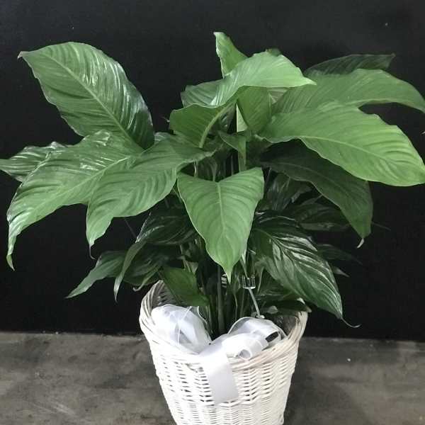 Large green potted plant in a white wicker basket with a ribbon