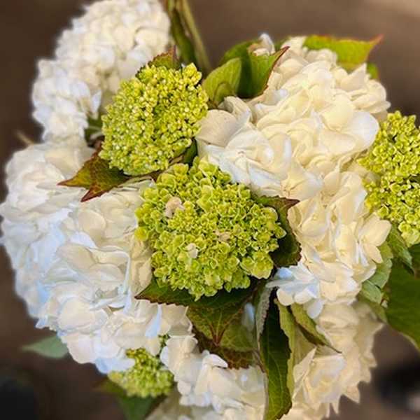 Hydrangea