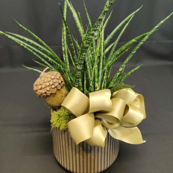 Premium Modern Potted Plant in Autumn
