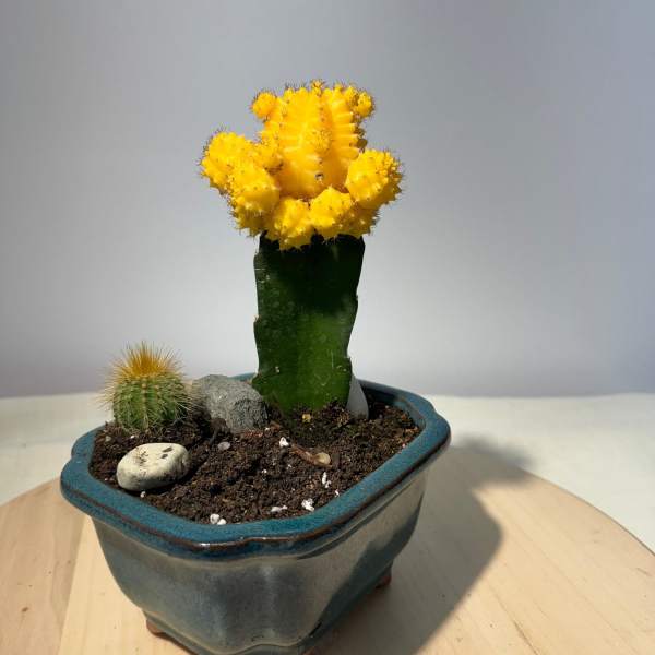 Potted cactus arrangement with a bright yellow grafted cactus
