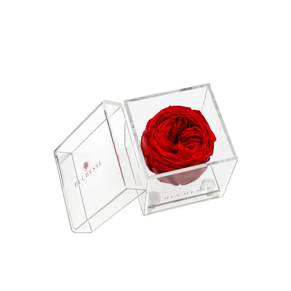 Red Single Rose