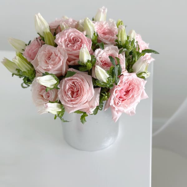 Pink O'Hara Roses Dawn Harmony