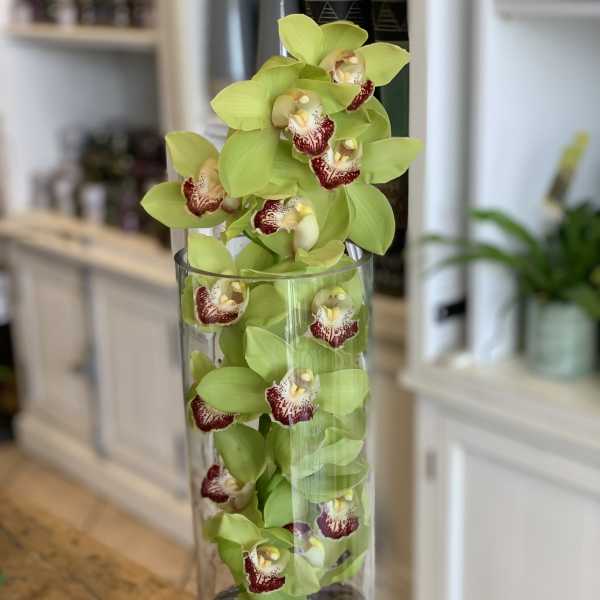 Serenity Orchid