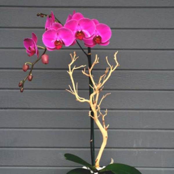 Pink orchid arrangement in a square glass vase with decorative branches