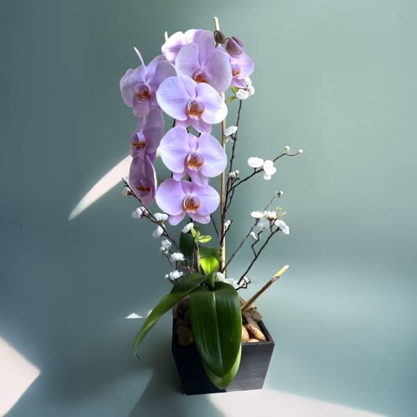 Lavender orchid arrangement in a black square planter