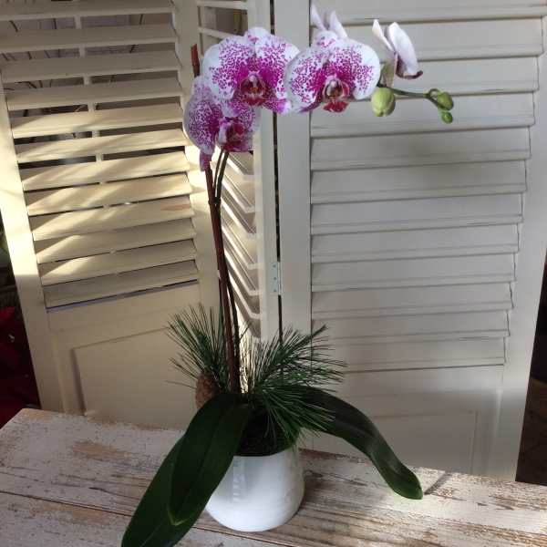 Potted orchid with white and magenta blooms in a white ceramic pot
