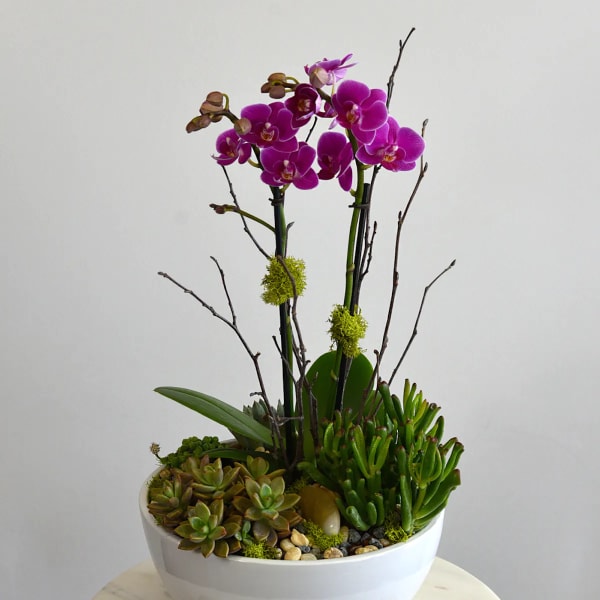 Purple orchids in a white bowl planter with succulents