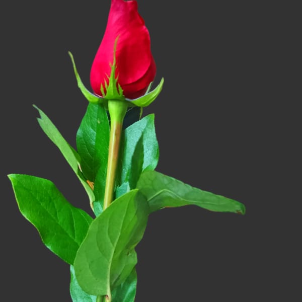 Single red rose held by a gloved hand
