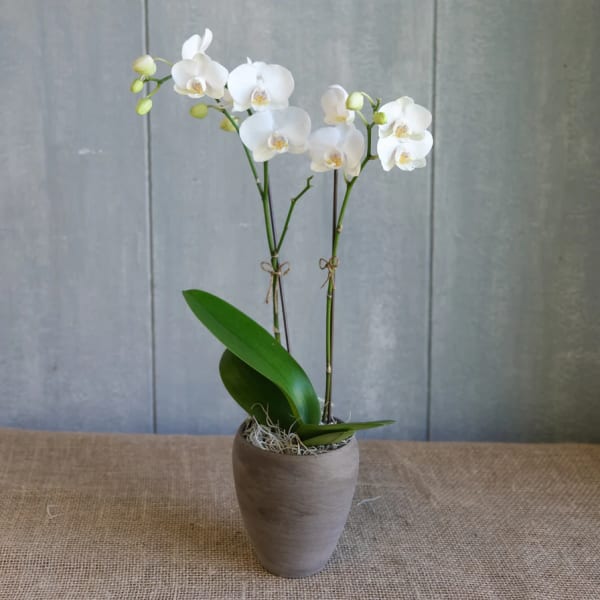 White orchid plant in a gray pot