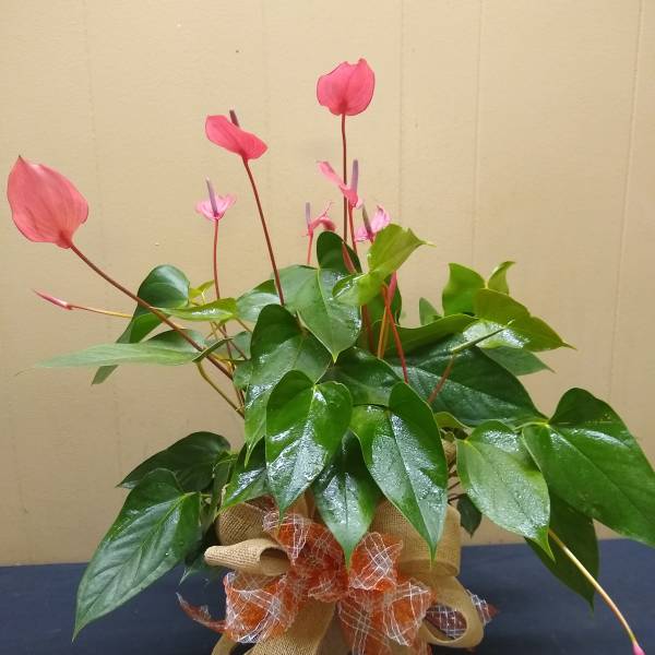Potted anthurium plant with pink blooms and glossy green leaves