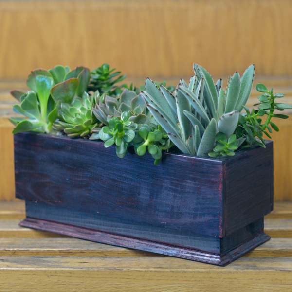 Succulent arrangement in a dark rectangular wooden planter