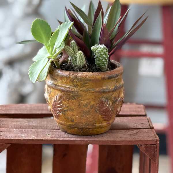 potted succulents