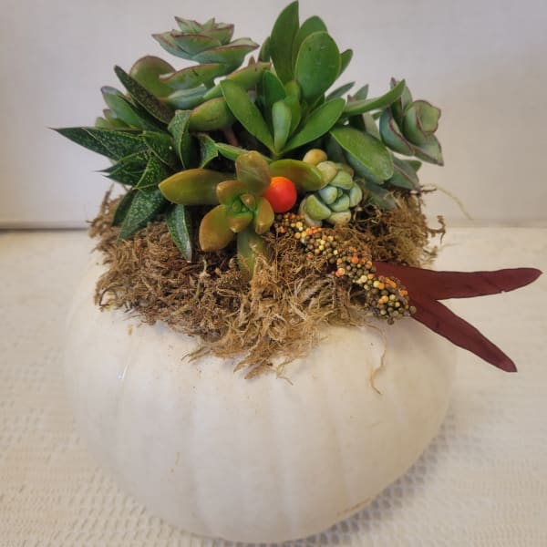 Succulent arrangement in a white pumpkin-shaped container