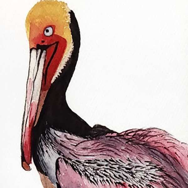 Illustration of a pink and black pelican on a white background