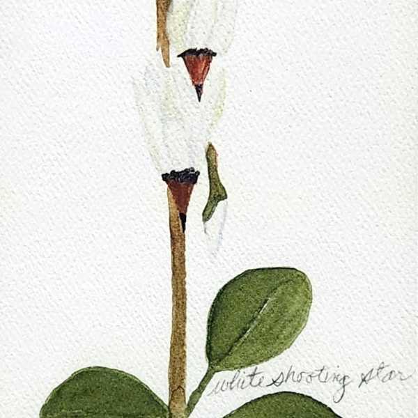 Botanical illustration of a white shooting star flower with green leaves