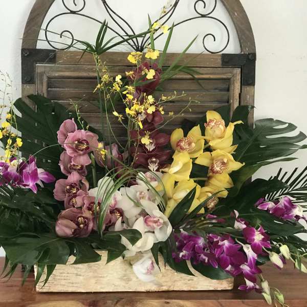 Large tropical orchid arrangement in a rectangular container