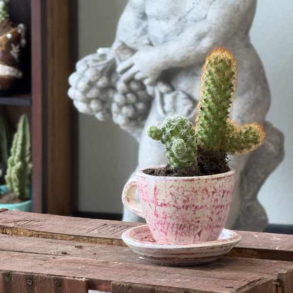 tea time succulent planter