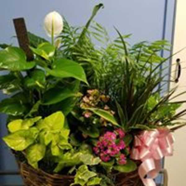 Basket of assorted green plants with a white bloom and pink ribbon