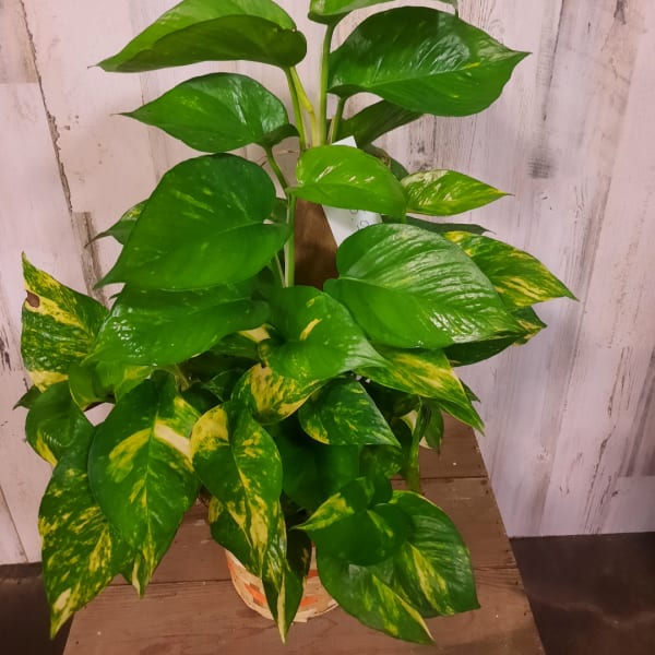 Potted pothos plant with glossy green and yellow variegated leaves