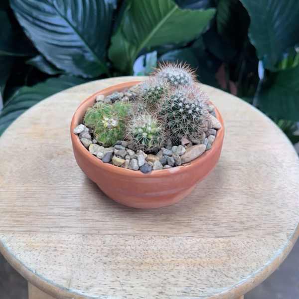 Small potted cactus arrangement in a terracotta bowl with pebbles