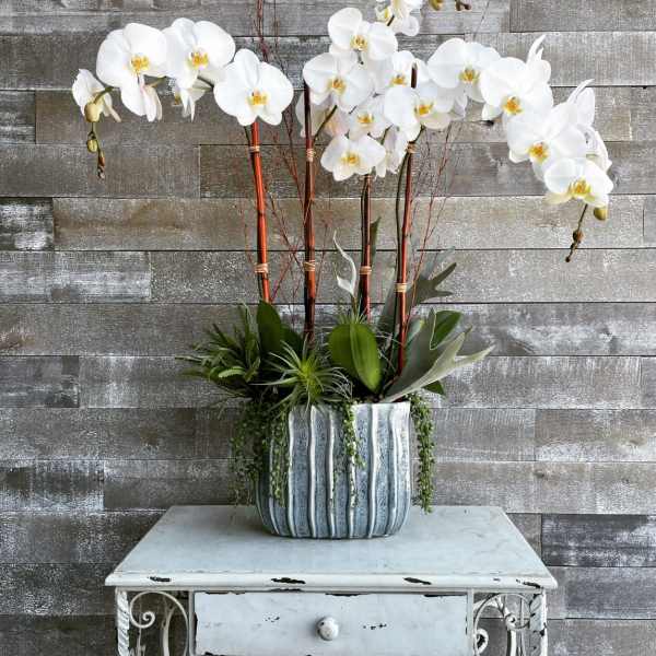 White orchid arrangement in a striped ceramic pot