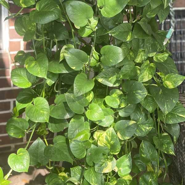 Trailing pothos plant in a hanging pot