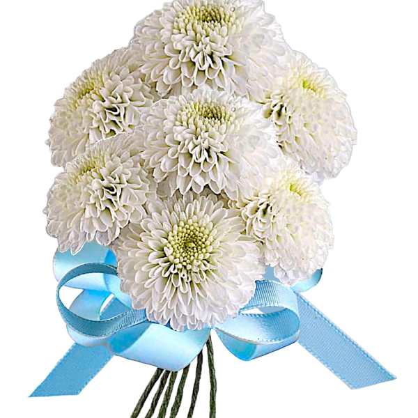 White chrysanthemum bouquet tied with a blue ribbon