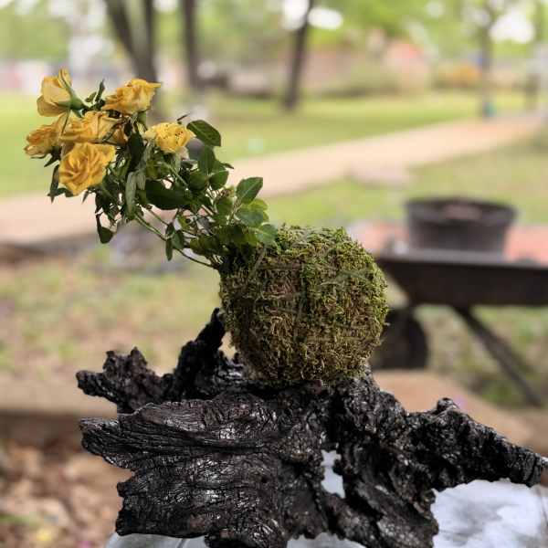 Yellow roses in a moss-covered ball displayed on a dark sculptural driftwood base