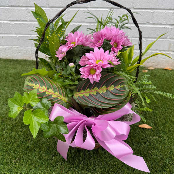 Basket of pink daisies with mixed greenery and a pink ribbon bow