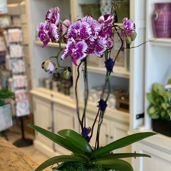 Potted magenta and white speckled orchids in a green ceramic planter on a wooden table