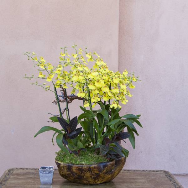 Yellow orchid arrangement in a low wooden bowl on a table