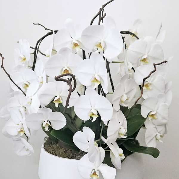 Luxe Waterfall Orchid