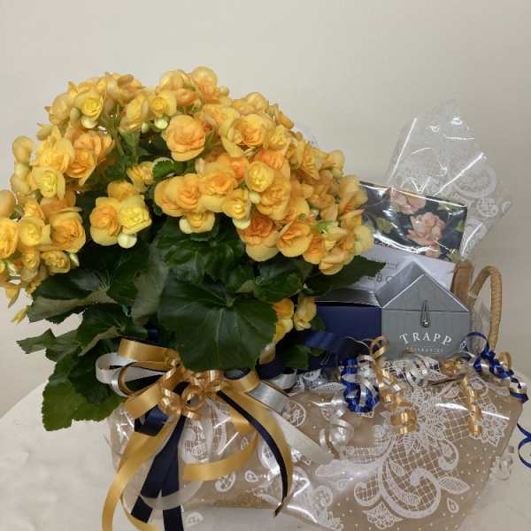 Yellow-orange potted flowering plant with ribbon and gift packaging