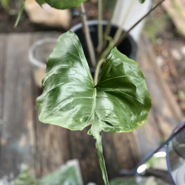 Close-up of a single glossy green heart-shaped leaf on a potted plant