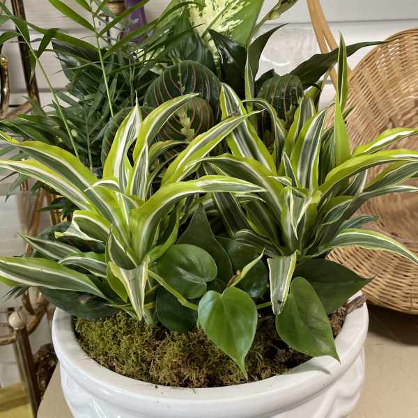 Mixed potted houseplants in a white ceramic planter