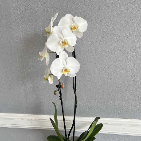 White orchid plant in a white pot with tall stems