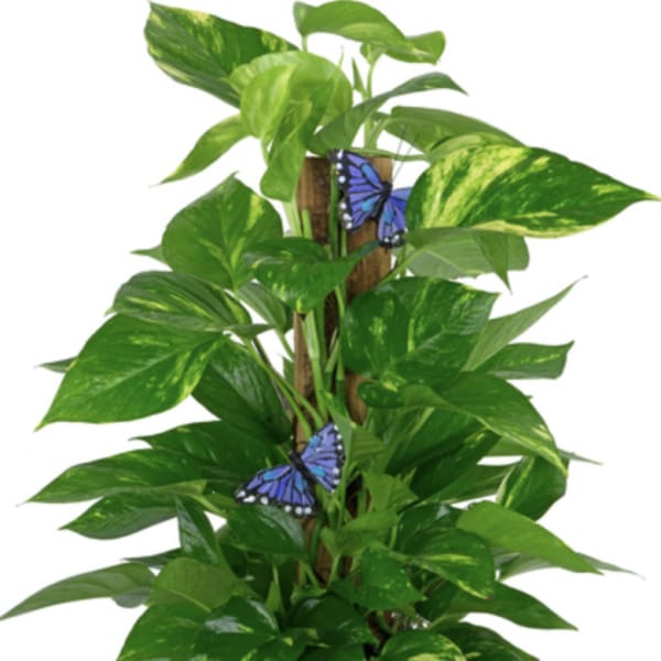 Potted green houseplant in a woven basket with blue butterfly accents