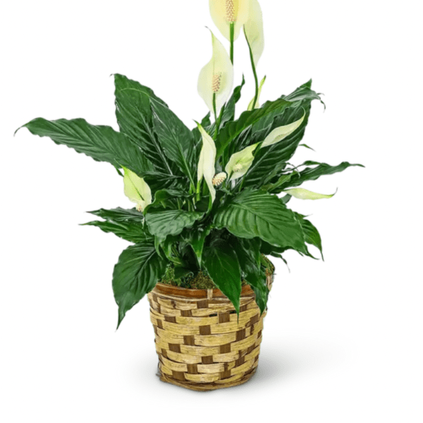 Potted peace lily with white blooms in a woven basket
