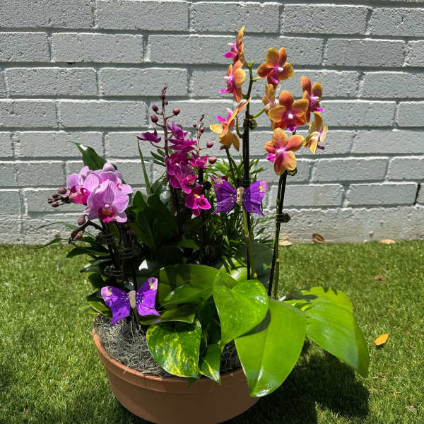 Potted orchid arrangement with purple and orange blooms