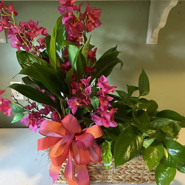 Pink orchid arrangement in a woven basket with a ribbon bow