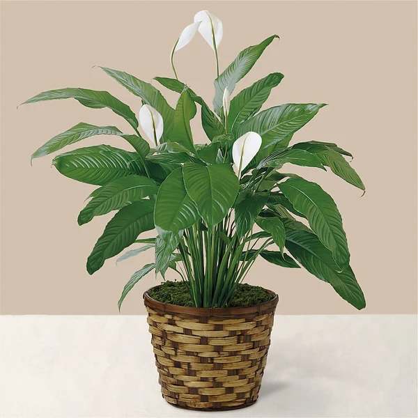 Potted peace lily with white blooms in a woven basket