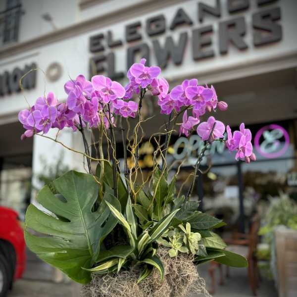 Pink orchids arranged in a gold planter with mixed tropical foliage