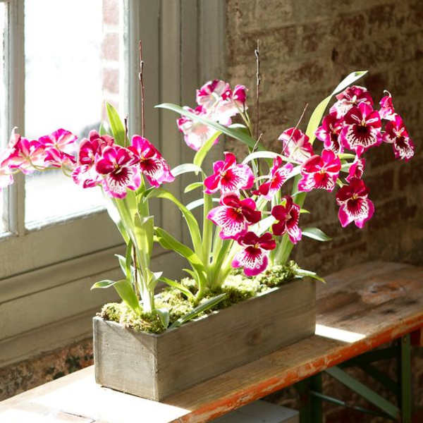Pink and white orchids arranged in a rectangular wooden planter