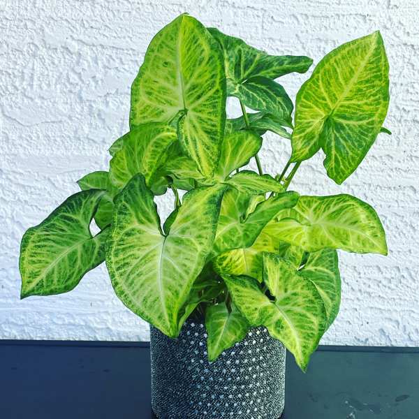 Potted green arrowhead plant in a textured black container