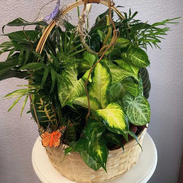 Basket of assorted green houseplants with butterfly decorations