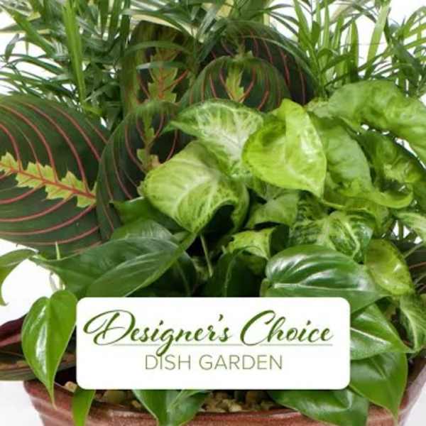 Dish garden with assorted green houseplants in a container